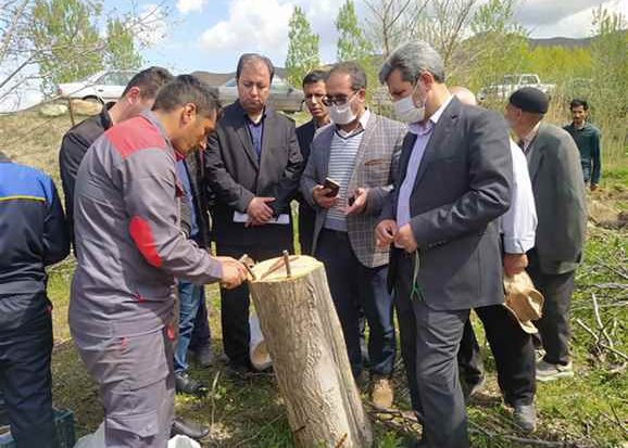 اجرای عملیات سرشاخه کاری درختان گردو در باغات شهرستان ورزقان
